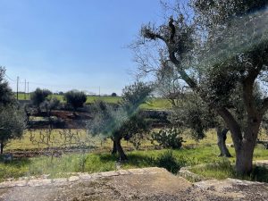 Authentic Stone Casale for Sale in San Vito dei Normanni, Apulia, Italy
