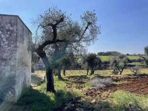 Authentic Stone Casale for Sale in San Vito dei Normanni, Apulia, Italy