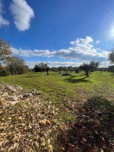 Building Plot with Approved Villa and Pool Project in Carovigno, Apulia, Italy