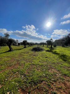 Building Plot with Approved Villa and Pool Project in Carovigno, Apulia, Italy