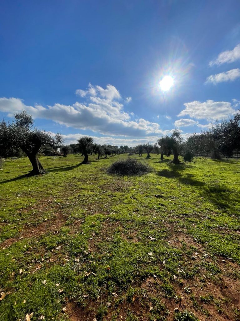 Building Plot with Approved Villa and Pool Project in Carovigno, Apulia, Italy
