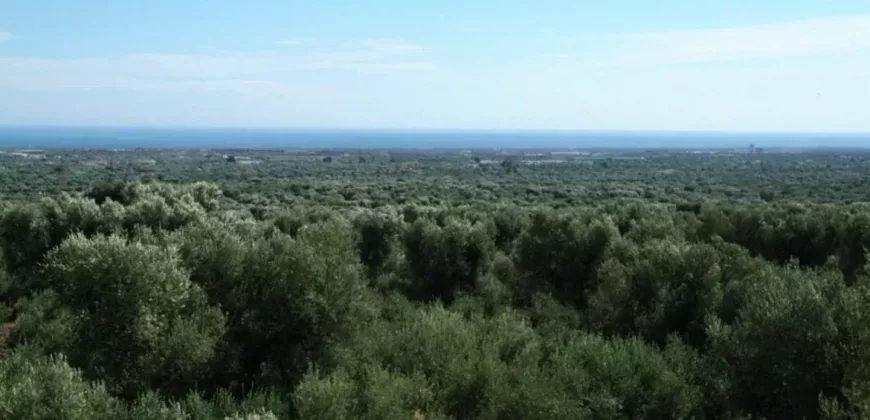 Sea-View Masseria for sale, Fasano