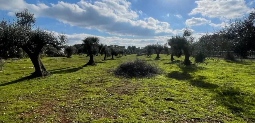 Exclusive Building Project in Carovigno, Apulia