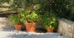 Puglia Dream Villa in Ostuni