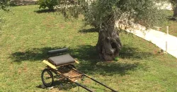 B&B in the Heart of Puglia – Locorotondo / Valle d’Itria
