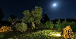 B&B in the Heart of Puglia – Locorotondo / Valle d’Itria