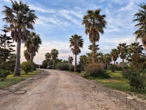 exquisite villa in mesagne for sale