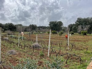 Investment Property, Puglia, italy